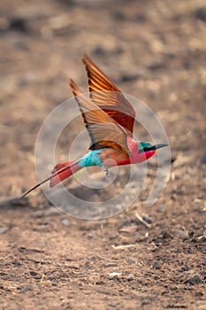 Southern carmine bee-eater crosses sand lifting wings