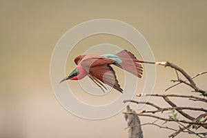 Southern carmine bee-eater flies over tangled branches