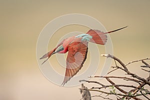 Southern carmine bee-eater flies past tangled branches