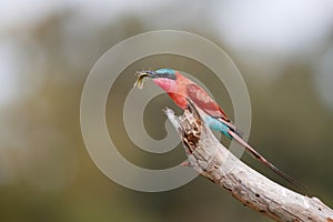 Southern carmine bee eater with a grasshopper in Kruger National Park