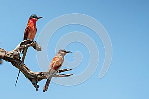 Southern Carmine bee eater with a juvenile in South Africa