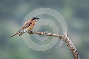 Southern Carmine Bee-eater in Kruger National park, South Africa