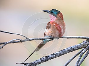 Southern carmine bee eater light background