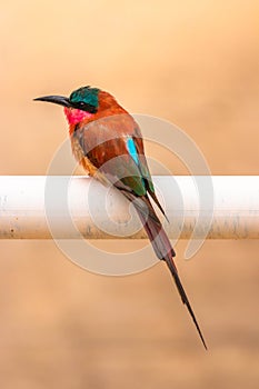 Southern carmine bee-eater, Madikwe Game Reserve, South Africa.