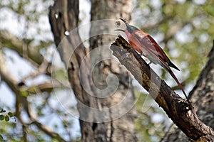Southern carmine bee-eater (Merops nubcoides)
