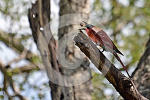 Southern carmine bee-eater (Merops nubcoides)