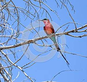 Southern carmine bee-eater Merops nubicoides