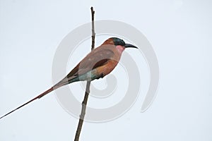 Southern Carmine Bee-eater (Merops nubicoides)