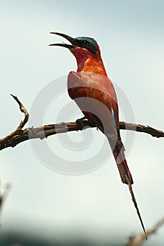 Southern Carmine Bee-eater (Merops nubicoides)