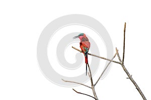 The southern carmine bee-eater Merops nubicoides on the branch with white background. Bee-eater isolated