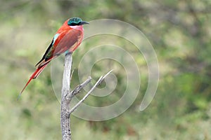 The southern carmine bee-eater Merops nubicoides or carmine bee-eater sitting on the branch with green background