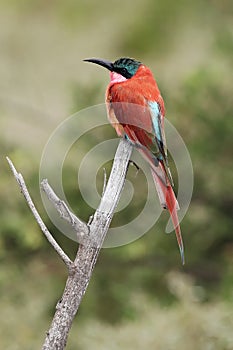 The southern carmine bee-eater Merops nubicoides formerly carmine bee-eater sitting on the branch with green background