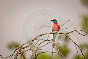 Southern carmine bee-eater Merops nubicoides, Murchison Falls National Park, Uganda.