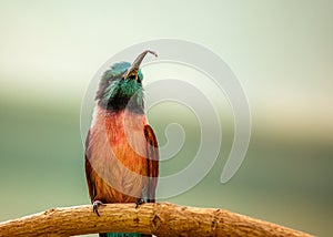 Southern Carmine Bee-eater (Merops nubicoides) Perched