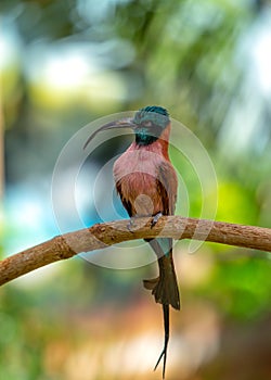 Southern Carmine Bee-eater (Merops nubicoides) Perched