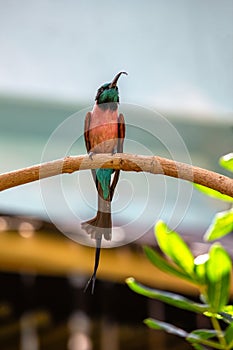 Southern Carmine Bee-eater (Merops nubicoides) Perched