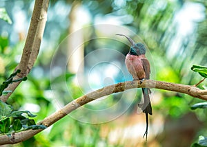 Southern Carmine Bee-eater (Merops nubicoides) Perched