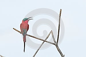 The southern carmine bee-eater Merops nubicoides sitting on the dry small branch, white sky in the background