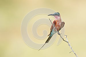 Southern Carmine Bee-eater (Merops nubicoides), South Africa