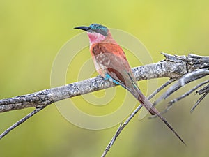 Southern carmine bee eater perched