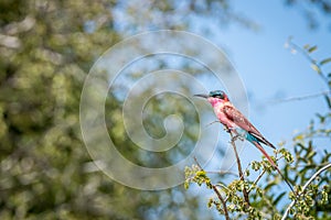 Southern carmine bee-eater sitting on a branch.
