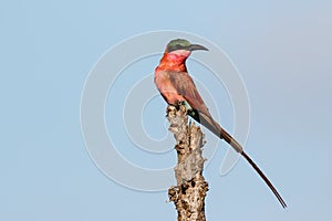 Southern carmine bee eater  in South Africa