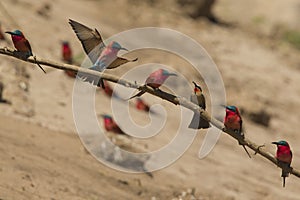 Southern Carmine Bee-eaters and a White-fronted Bee-eater