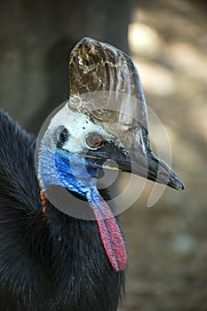 Southern Cassowary