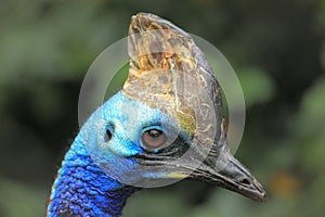 Southern cassowary