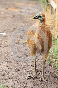 Southern cassowary