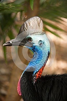 Southern Cassowary