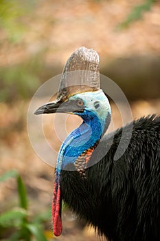 Southern Cassowary