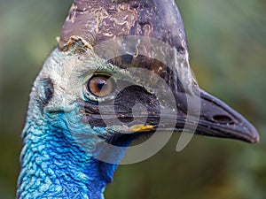 Southern cassowary