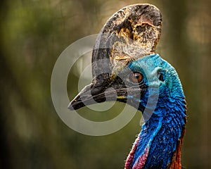 Portrait of The Southern Cassowary