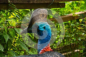 Southern cassowary, also known as the double-wattled cassowary. Casuarius casuarius