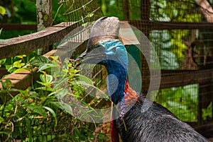 Southern cassowary, also known as the double-wattled cassowary. Casuarius casuarius