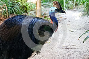 Southern Cassowary bird, close up