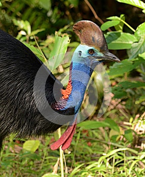 Southern Cassowary, Casuarius casuarius photo