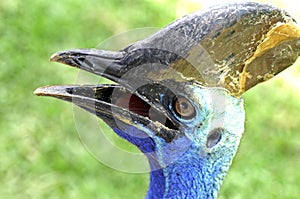 Southern cassowary : casuarius casarius bird