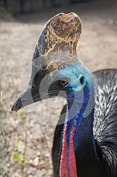 Southern cassowary Casuarius casuarius