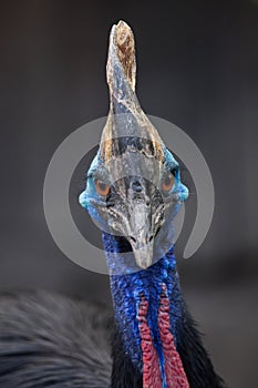 Southern cassowary Casuarius casuarius