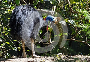 Southern Cassowary (Casuarius casuarius)