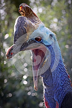 Southern cassowary (Casuarius casuarius)