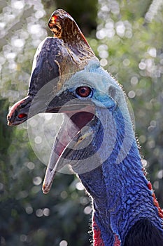 Southern cassowary (Casuarius casuarius)