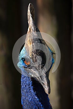 Southern cassowary Casuarius casuarius