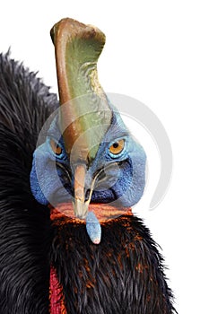 The southern cassowary ,Casuarius casuarius, also known as double-wattled cassowary, Australian or two-wattled cassowary, portait