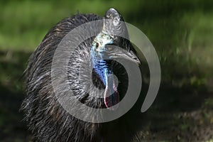 Southern Cassowary Casuarius casuarius Closeup Shot