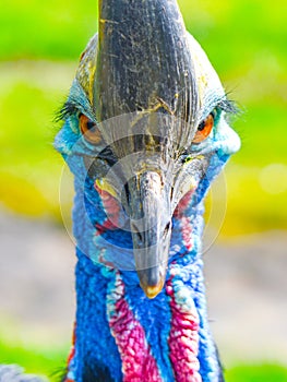 Southern cassowary, Casuarius casuarius, ratite bird close-up view. Native to Papua New Guinea, Indonesia and Australia