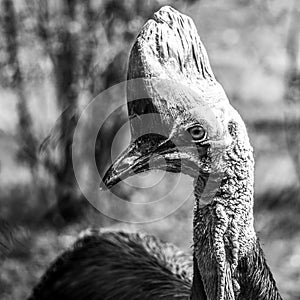 Southern cassowary, Casuarius casuarius, ratite bird close-up view. Native to Papua New Guinea, Indonesia and Australia