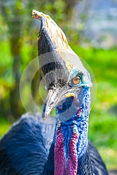 Southern cassowary, Casuarius casuarius, ratite bird close-up view. Native to Papua New Guinea, Indonesia and Australia